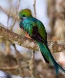 Resplendent Quetzal