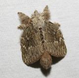 moth 5