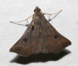 moth 15