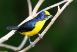 Thick Billed Euphonia