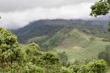 Cloud Forest