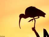 Ibis Silhouette