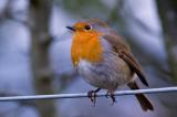 Robin on Wire