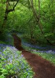 Bluebell Path