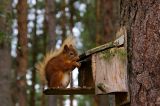 Red Squirrel 12