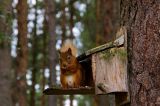 Red Squirrel 14
