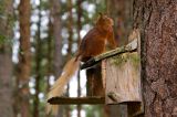 Red Squirrel 18