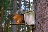 Red Squirrel 20