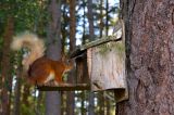 Red Squirrel 26