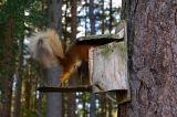Red Squirrel 38