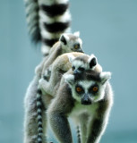 ringtail lemur with twobabies