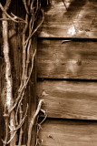 sepia old building with vine