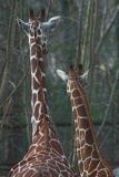 giraffe pair 2