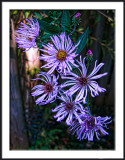 Climbing Fall Asters