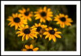 Black Eyed Susans and Friends