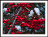 Pyracantha with Snow