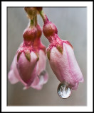 Weeping Cherry Buds with Rain Drop