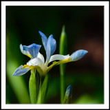 Blue Sky Iris 2