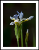 Blue Sky Iris 1