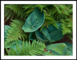 Hostas and Ferns