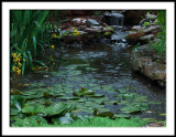 Rainy Day Pond-crop