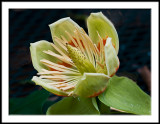 Tulip Poplar Bloom