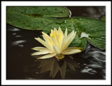Reflected Waterlily