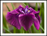 Japanese Iris