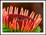 Echinacea macro