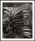 Echinacea