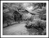 Woodland Garden Corner in IR