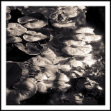 Water LIly Pads