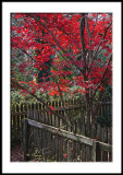 Afternoon sun through the Japanese Maple