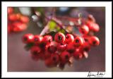 Pyrocanthea Berries