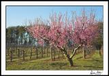 Cherry Blossoms in the Vineyard