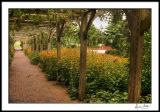 Morning in the Winery Arbor