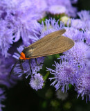 Yellow Collard Scape Moth