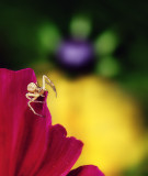 Crab Spider