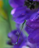 Damsel Fly on Larkspur