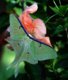 Luna Moth on Hibiscus