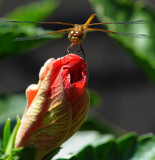 Dragonfly on hibiscus