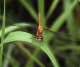 Mosquito for Lunch