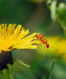 The Ant and the Dandelion