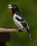 Rose Breasted Grosbeak