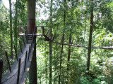 Tree top walkway-Capilano Suspension bridge-North Vancouver