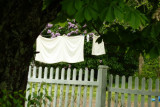 P1000347.jpg laundry and lilacs, on the way to newfoundland  , see my new poster calendars 2001 at amazon link below