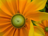 Donald Verger 2012 Flower Calendar - now on Amazon. See link beliw & to my Facebook Page i