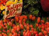 DSCN9998nyctulips.jpg