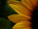 DSCN0096greenyellow.jpg A quiet little overlooked soft and darkish take on colors...