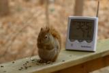 TODAY WILL BE HIGH IN THE 50S, but rain coming tomorrow so gather nuts today!